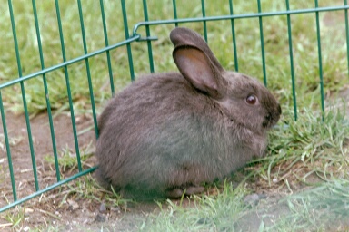fluffy.jpg